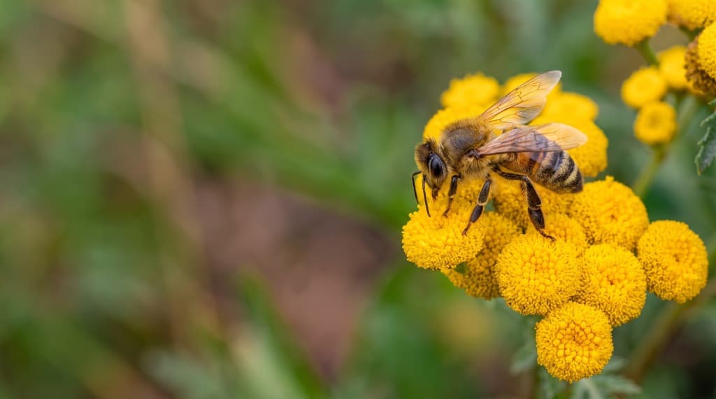 Pollination & Agricultural Ecosystem